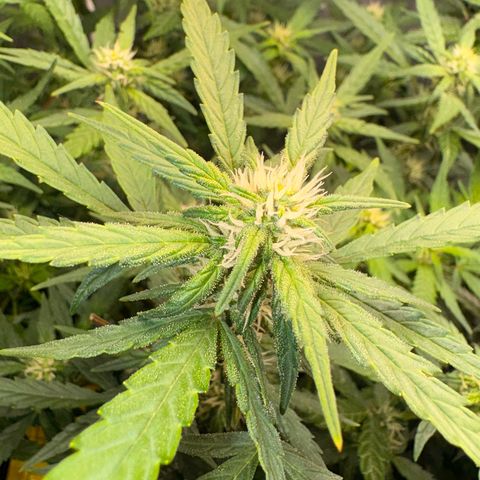Lemonade Auto growlog timeline photo