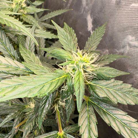 Amnesia Auto growlog timeline photo