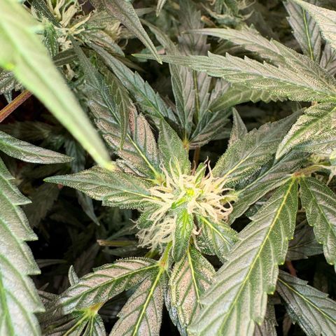 Amnesia Auto growlog timeline photo