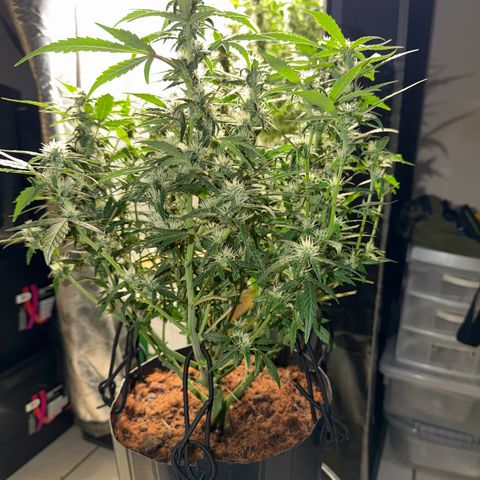 Lemonade Auto growlog timeline photo