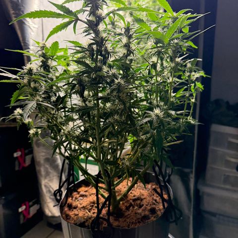 Lemonade Auto growlog timeline photo