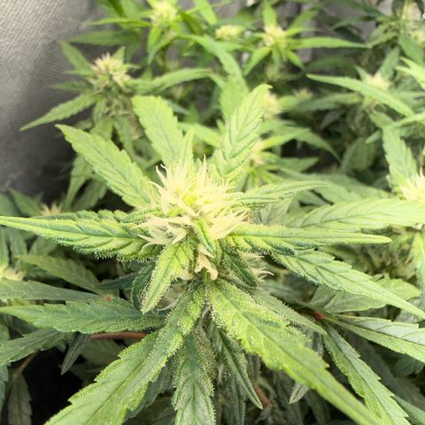 Lemonade Auto growlog timeline photo