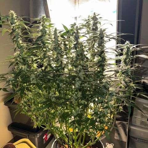Amnesia Auto growlog timeline photo