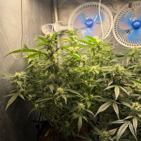 Amnesia Auto growlog timeline photo