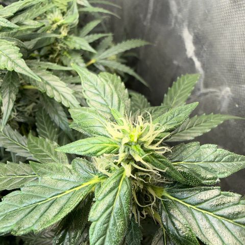 Amnesia Auto growlog timeline photo