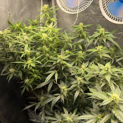 Amnesia Auto growlog timeline photo