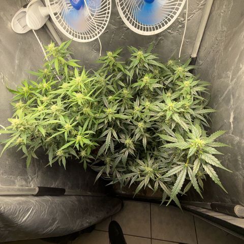 Amnesia Auto growlog timeline photo