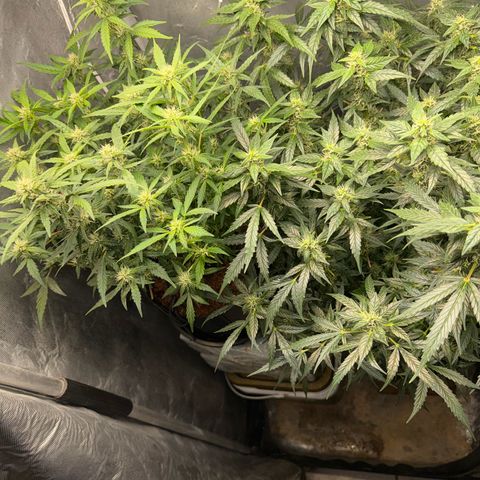 Amnesia Auto growlog timeline photo