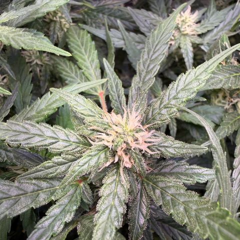 Lemonade Auto growlog timeline photo
