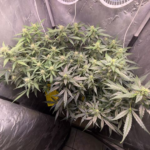 Lemonade Auto growlog timeline photo