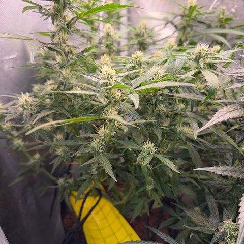 Lemonade Auto growlog timeline photo