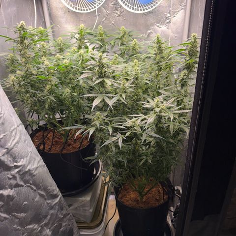 Lemonade Auto growlog timeline photo