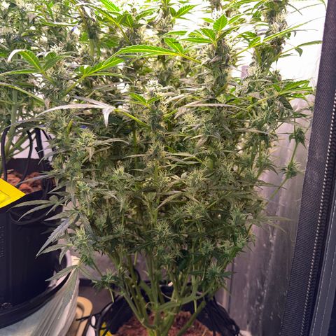 Amnesia Auto growlog timeline photo