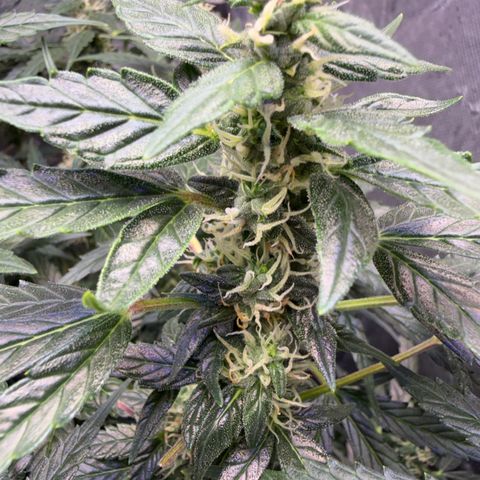 Amnesia Auto growlog timeline photo