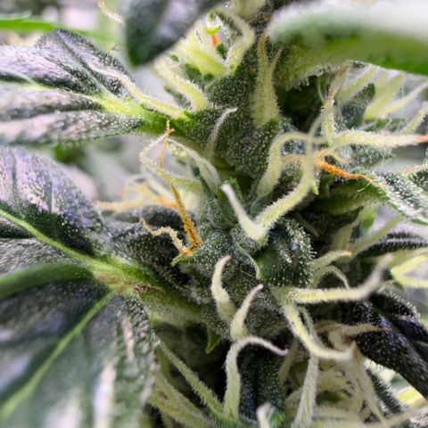 Amnesia Auto growlog timeline photo