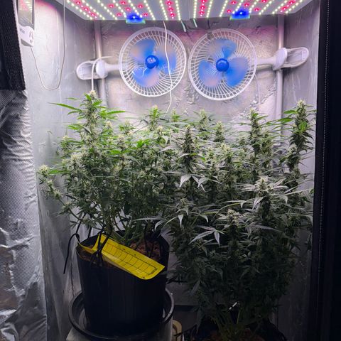 Amnesia Auto growlog timeline photo