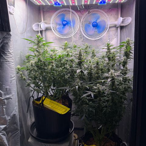 Amnesia Auto growlog timeline photo