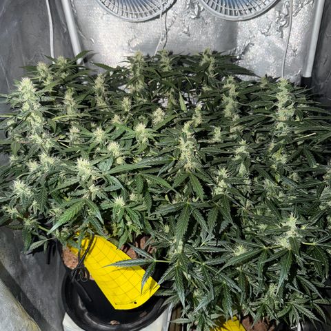 Amnesia Auto growlog timeline photo