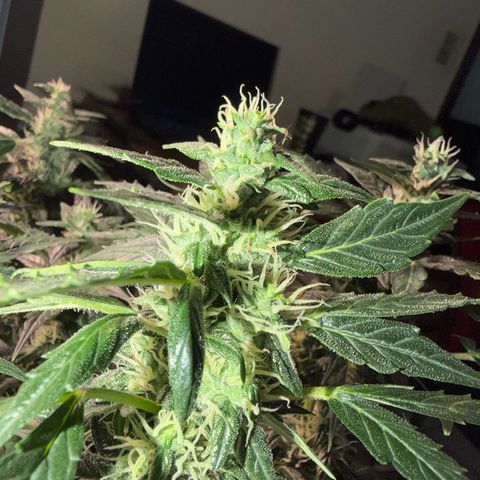 Amnesia Auto growlog timeline photo
