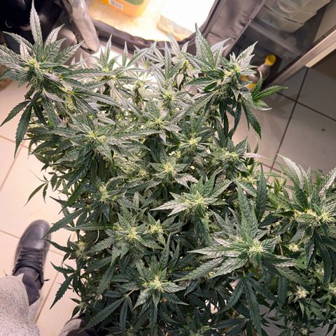 Amnesia Auto growlog timeline photo