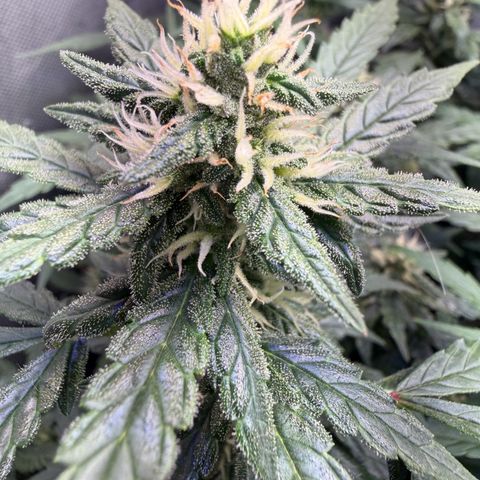 Lemonade Auto growlog timeline photo