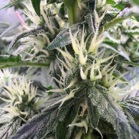 Lemonade Auto growlog timeline photo