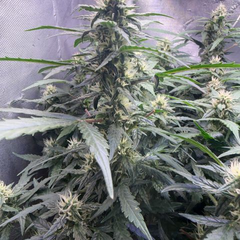 Lemonade Auto growlog timeline photo