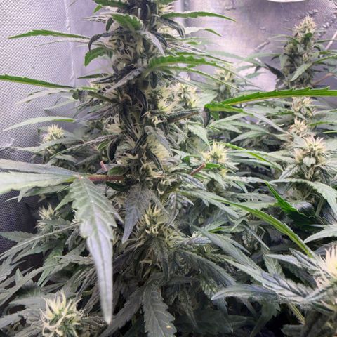 Amnesia Auto growlog timeline photo