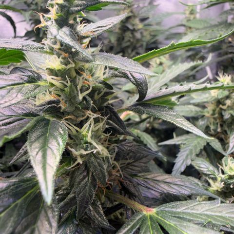 Amnesia Auto growlog timeline photo