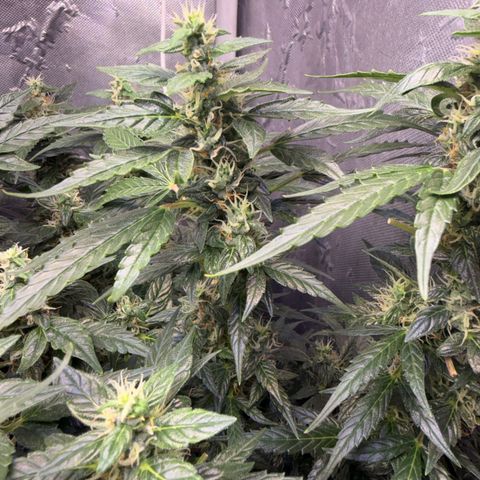 Amnesia Auto growlog timeline photo
