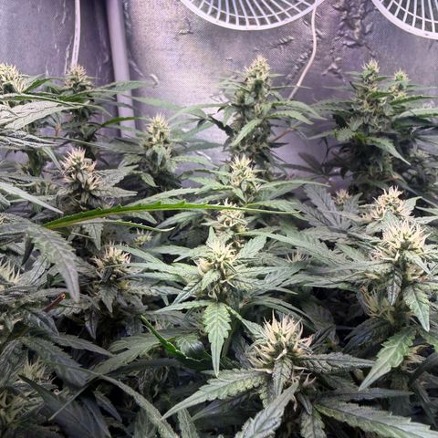 Amnesia Auto growlog timeline photo