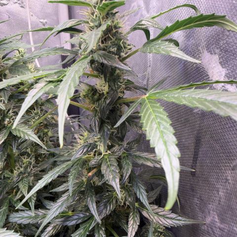 Amnesia Auto growlog timeline photo