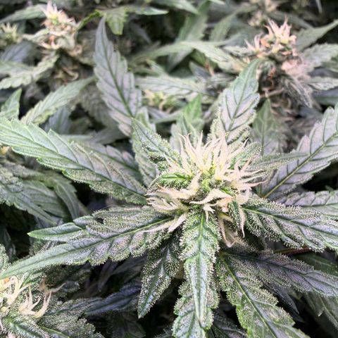 Lemonade Auto growlog timeline photo