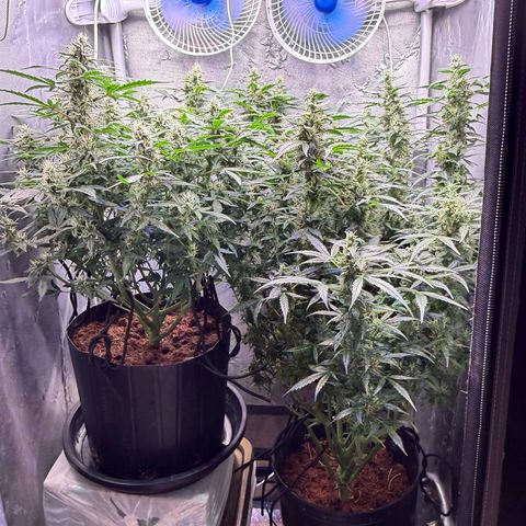 Lemonade Auto growlog timeline photo