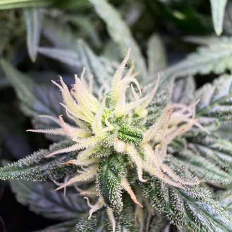 Lemonade Auto growlog timeline photo