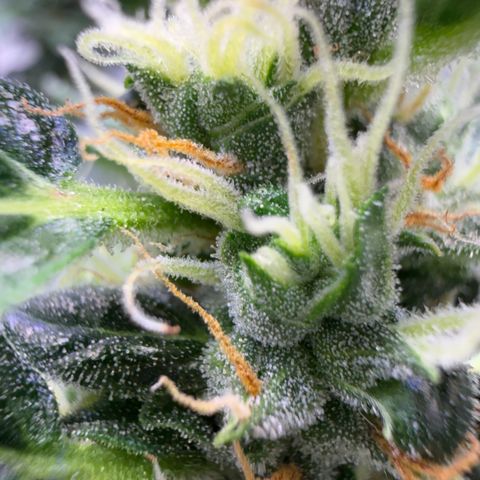 Amnesia Auto growlog timeline photo