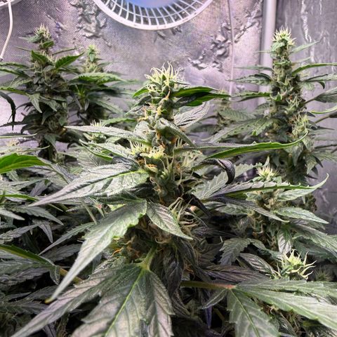 Amnesia Auto growlog timeline photo