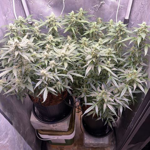 Amnesia Auto growlog timeline photo