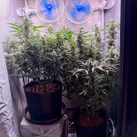 Amnesia Auto growlog timeline photo