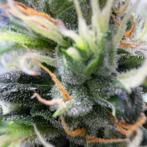 Amnesia Auto growlog timeline photo