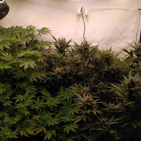 Bloody Skunk Auto #2 growlog timeline photo