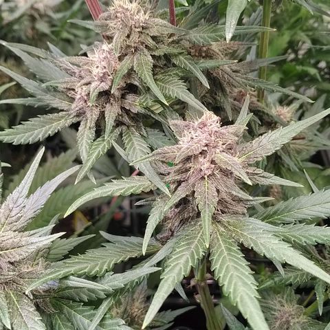 Bloody Skunk Auto #2 growlog timeline photo