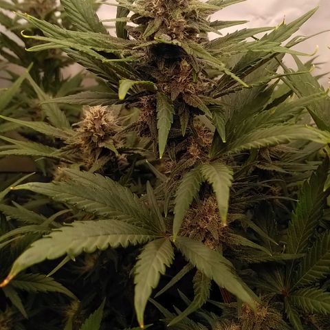 Bloody Skunk Auto #2 growlog timeline photo