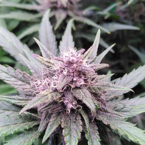 Bloody Skunk Auto #2 growlog timeline photo