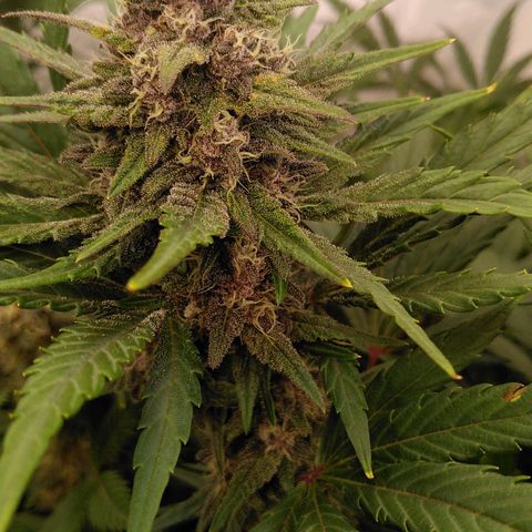 Bloody Skunk Auto #2 growlog timeline photo