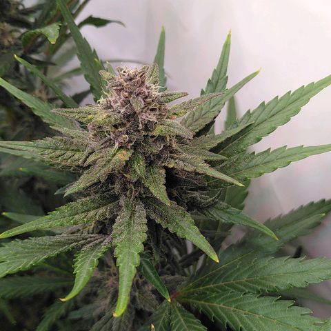 Bloody Skunk Auto #2 growlog timeline photo
