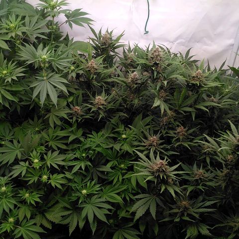 Bloody Skunk Auto #2 growlog timeline photo
