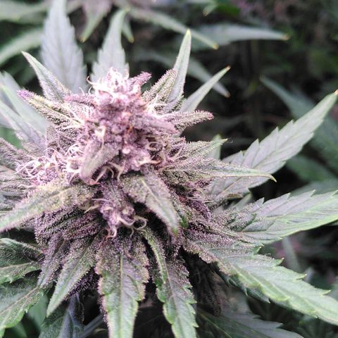 Bloody Skunk Auto #2 growlog timeline photo