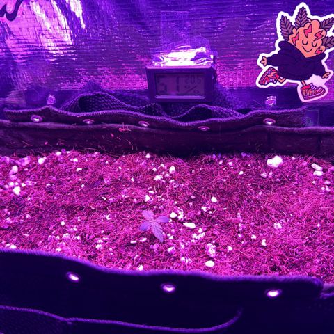 Mimosa growlog photo: Pós transplante