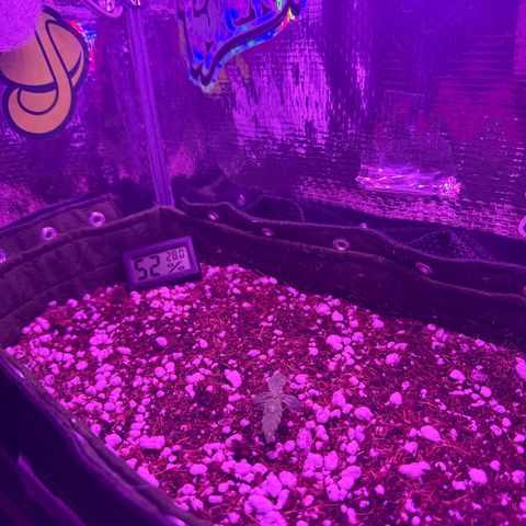 Mimosa growlog timeline photo
